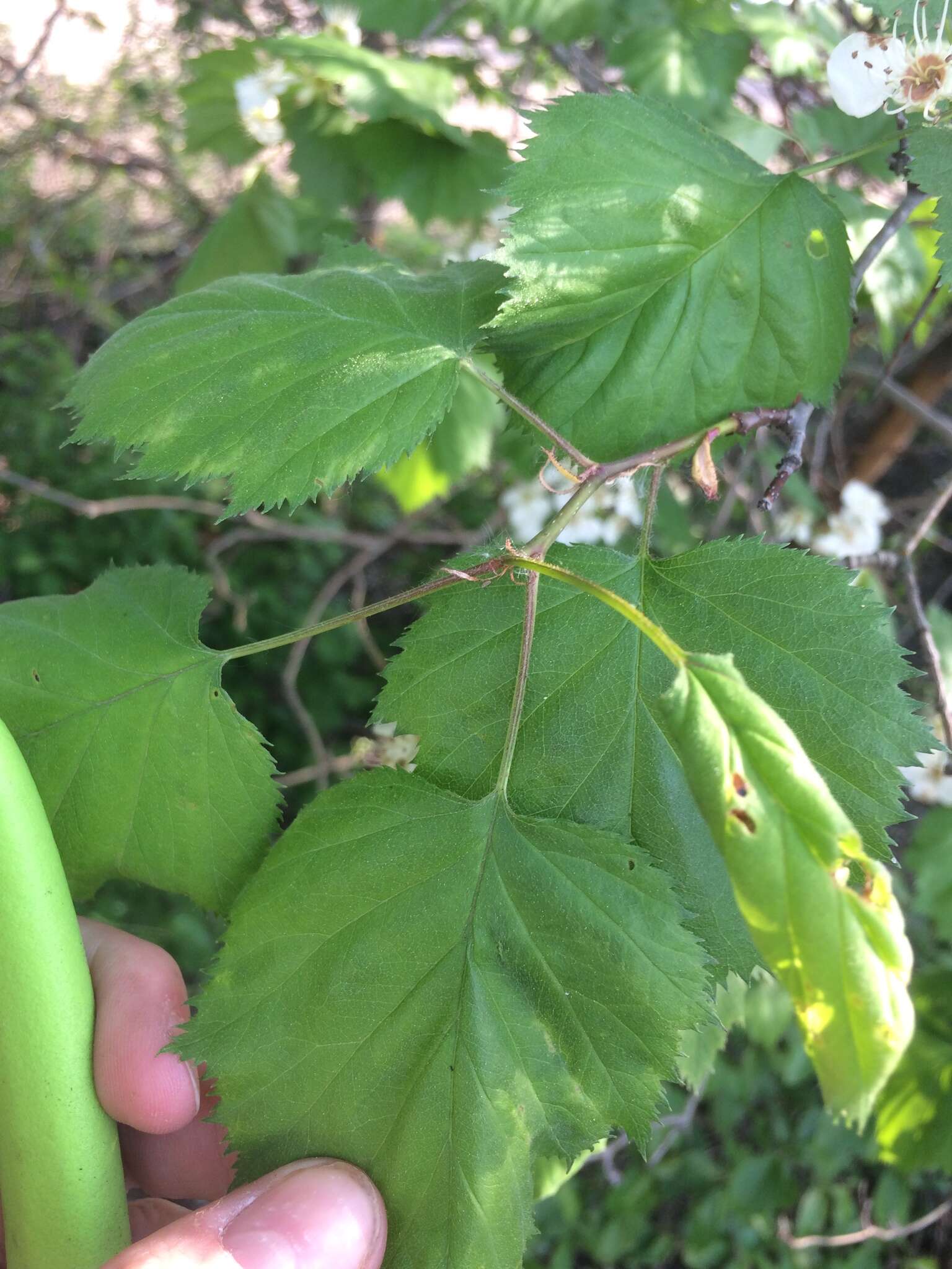 Crataegus coccinioides Ashe resmi