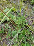 صورة Cosmos peucedanifolius Wedd.