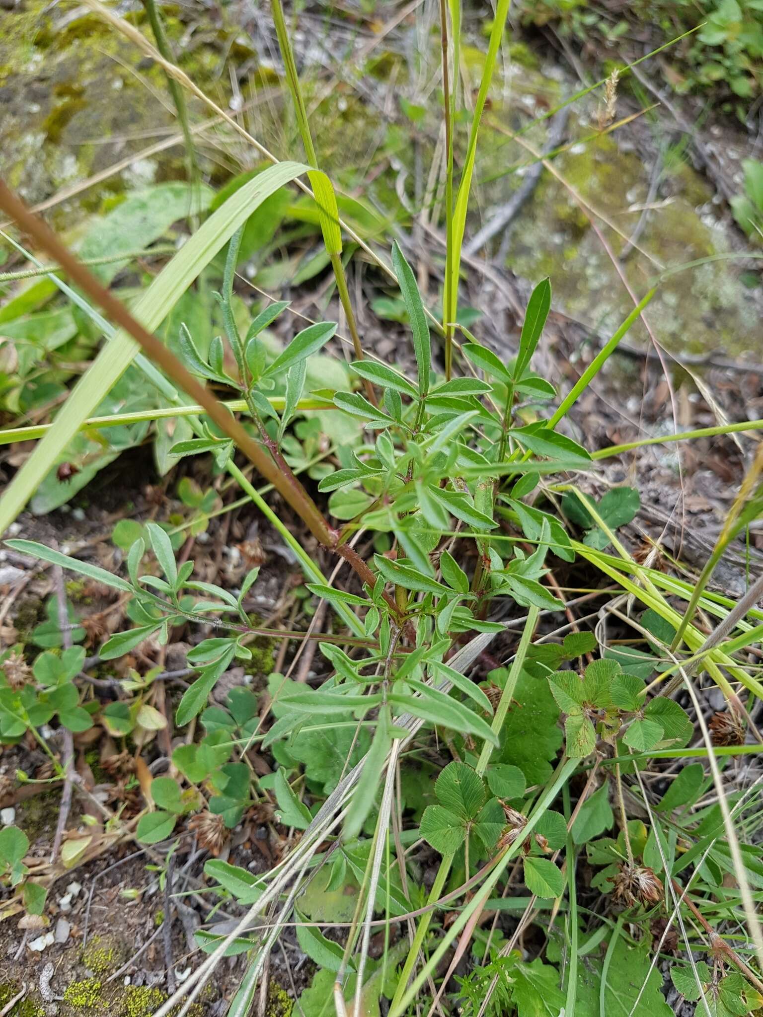 Image of Cosmos peucedanifolius Wedd.