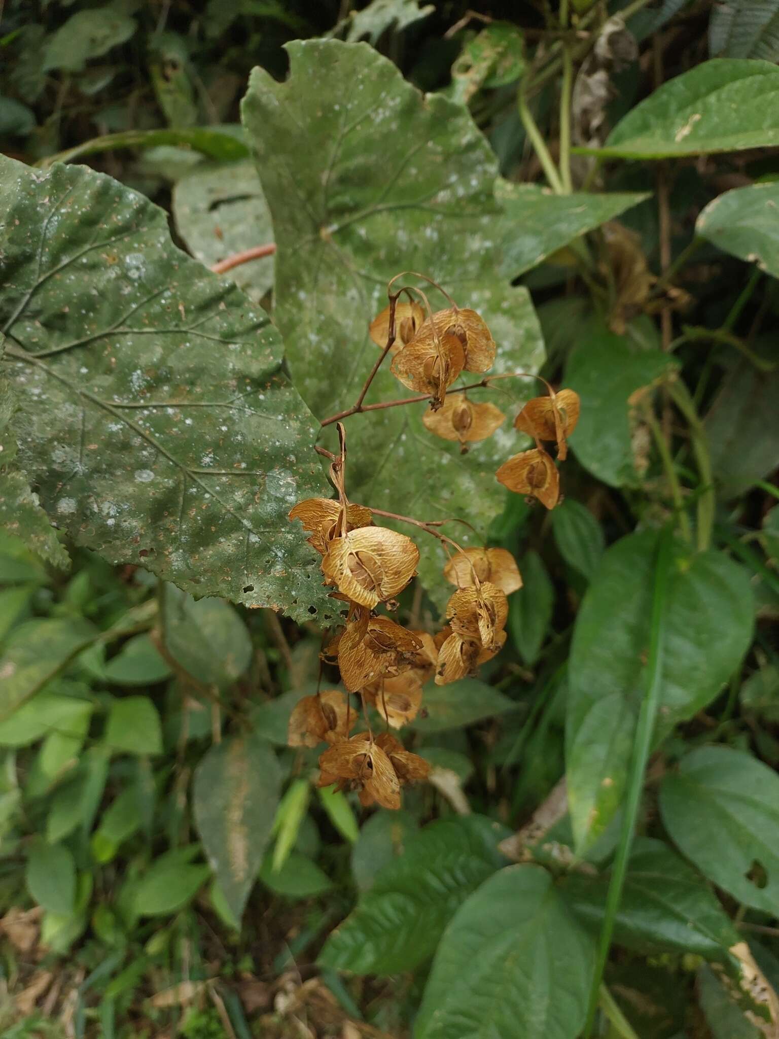 Image of Begonia pilgeriana Irmsch.