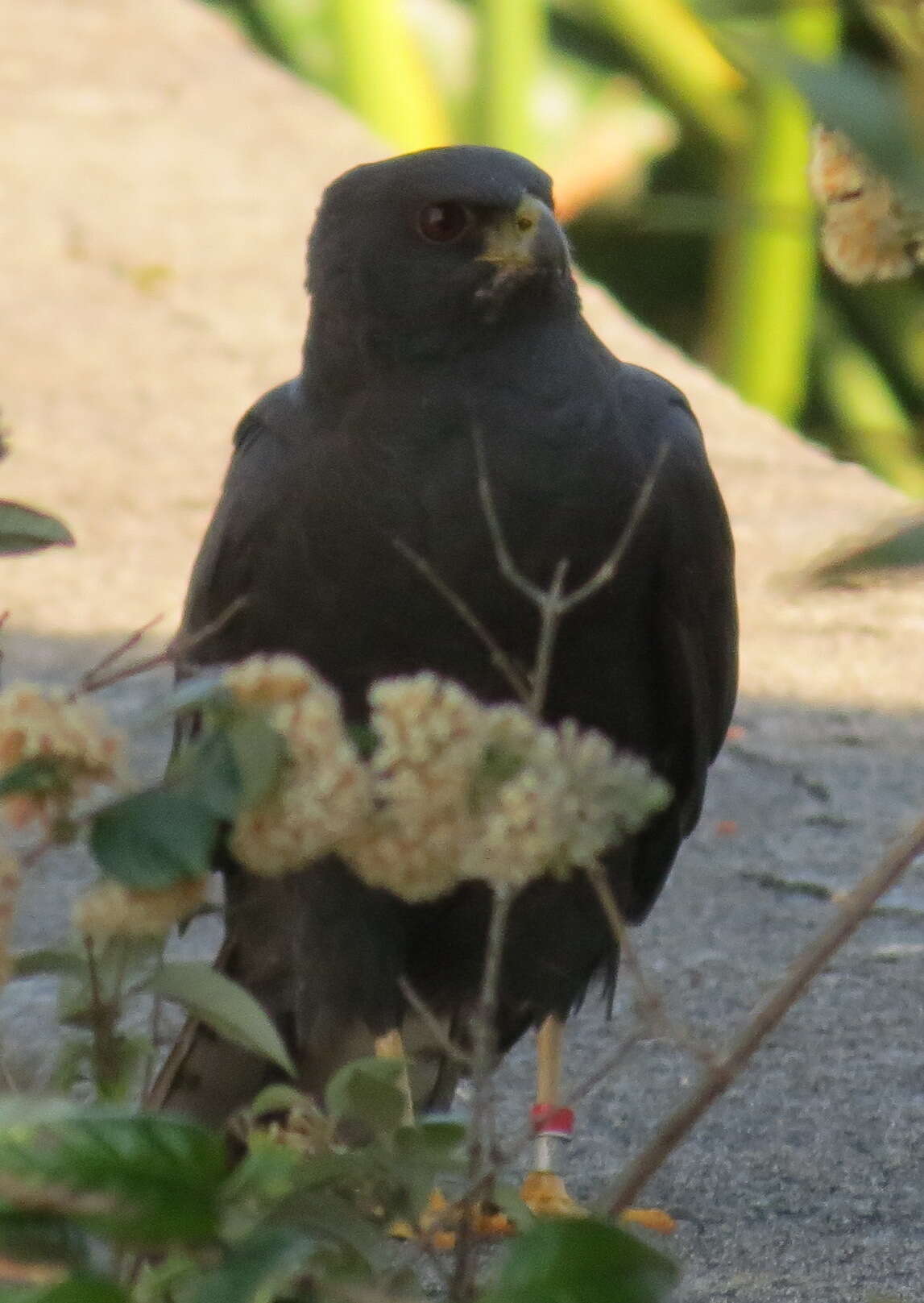 Imagem de Accipiter melanoleucus melanoleucus Smith & A 1830