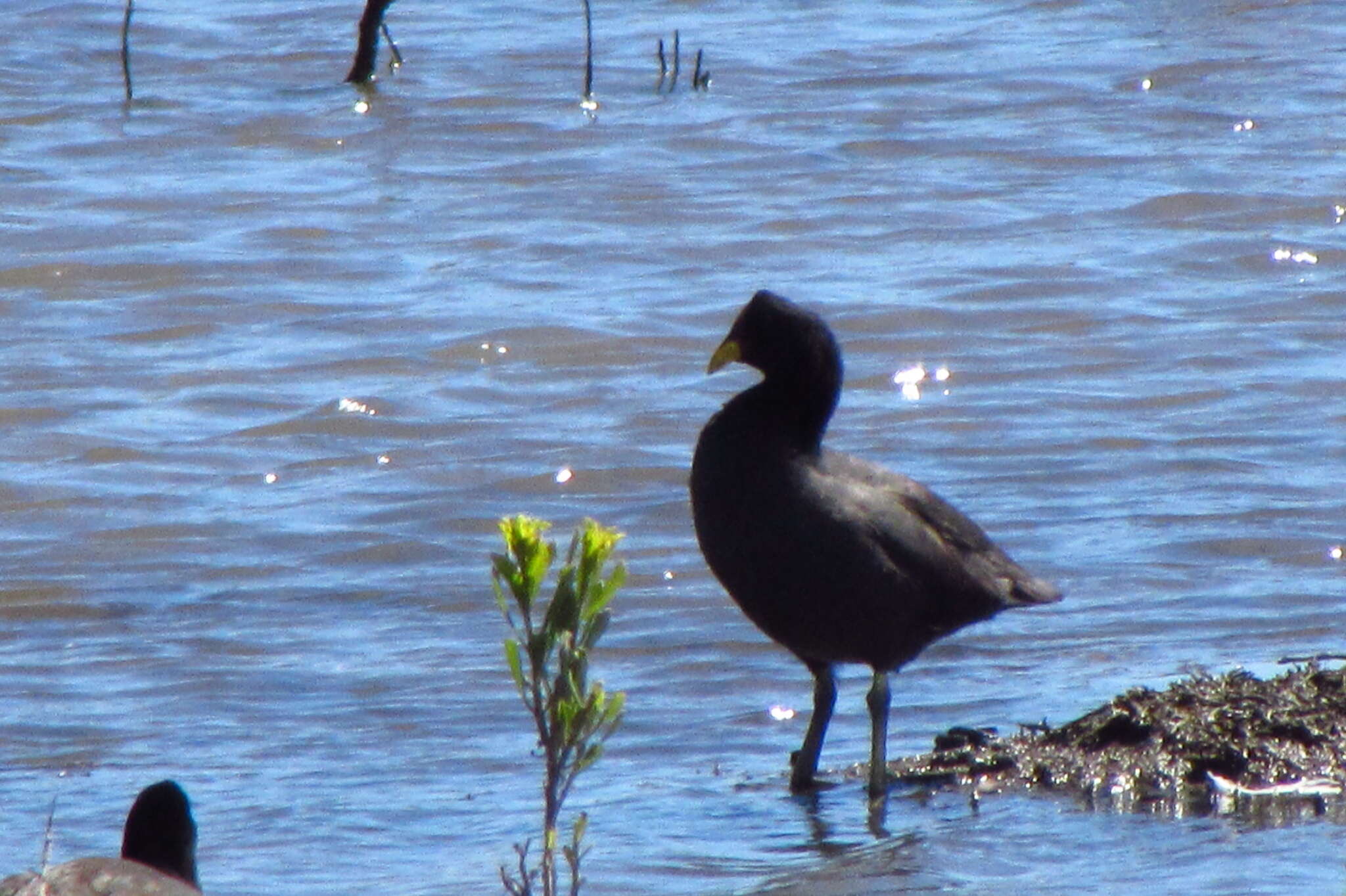 Image of Red-fronted Coot