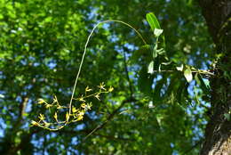 Image of Arachnis labrosa (Lindl. & Paxton) Rchb. fil.