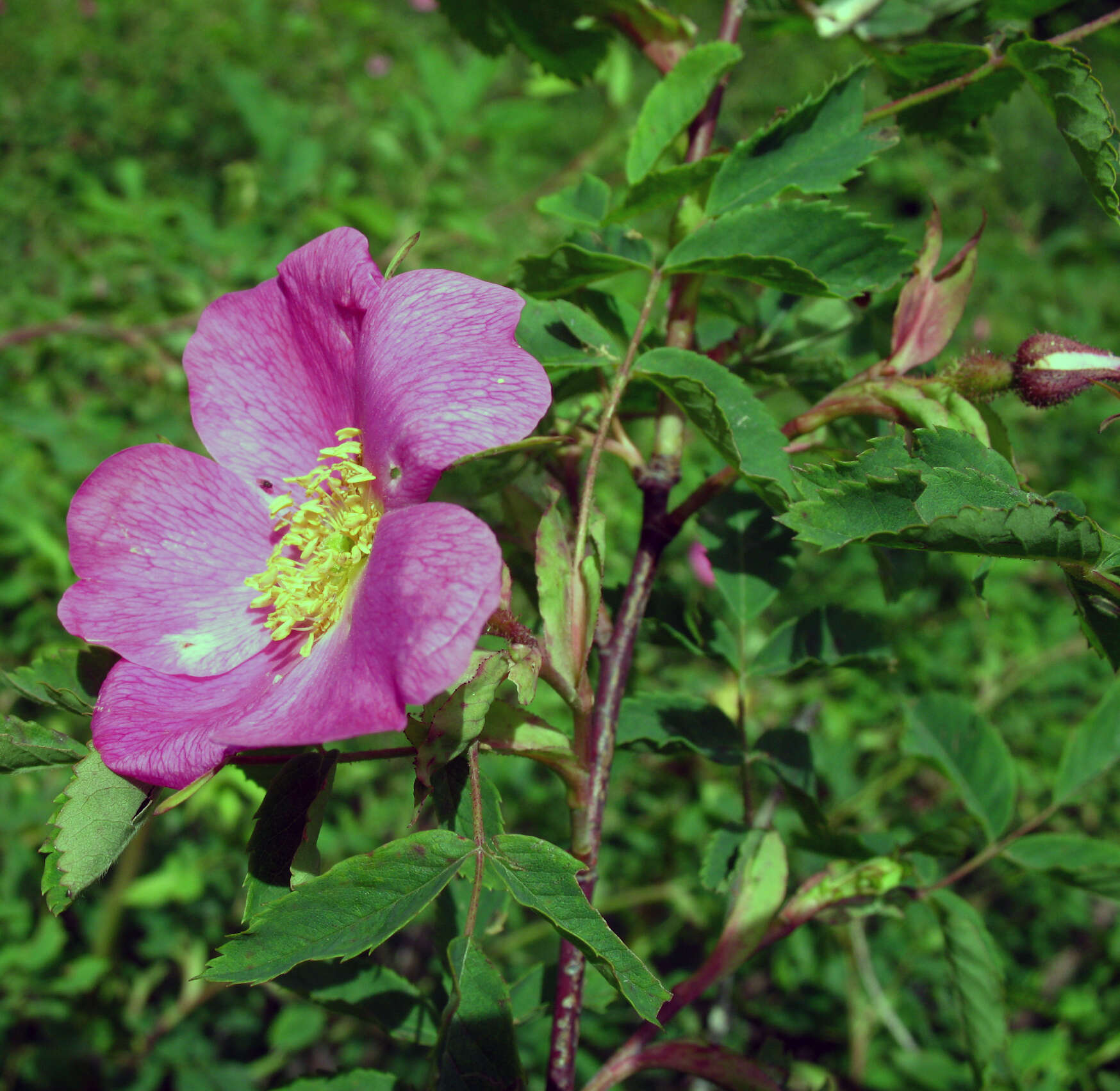 Rosa oxyodon Boiss. resmi