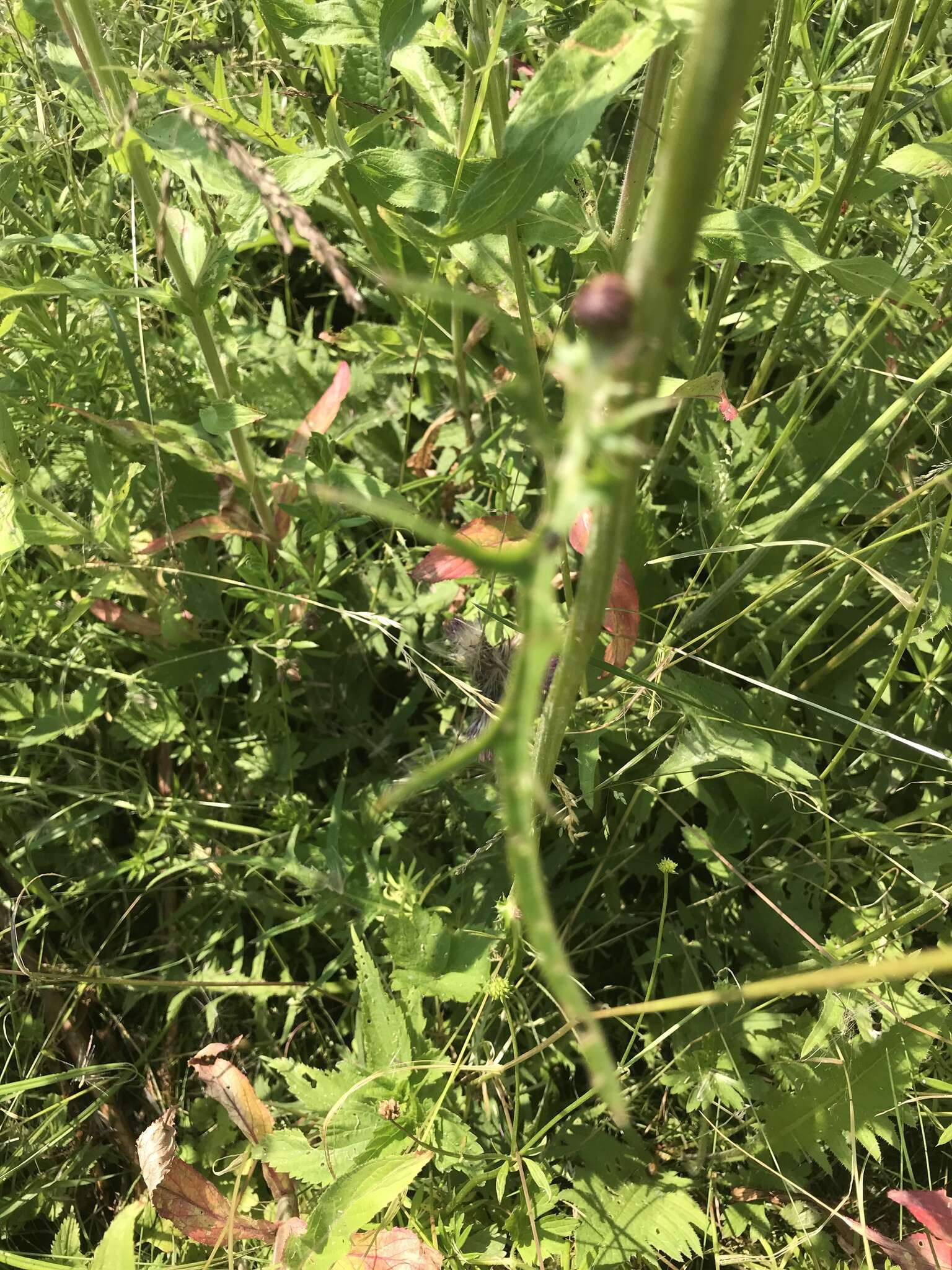 Image of Brook Thistle