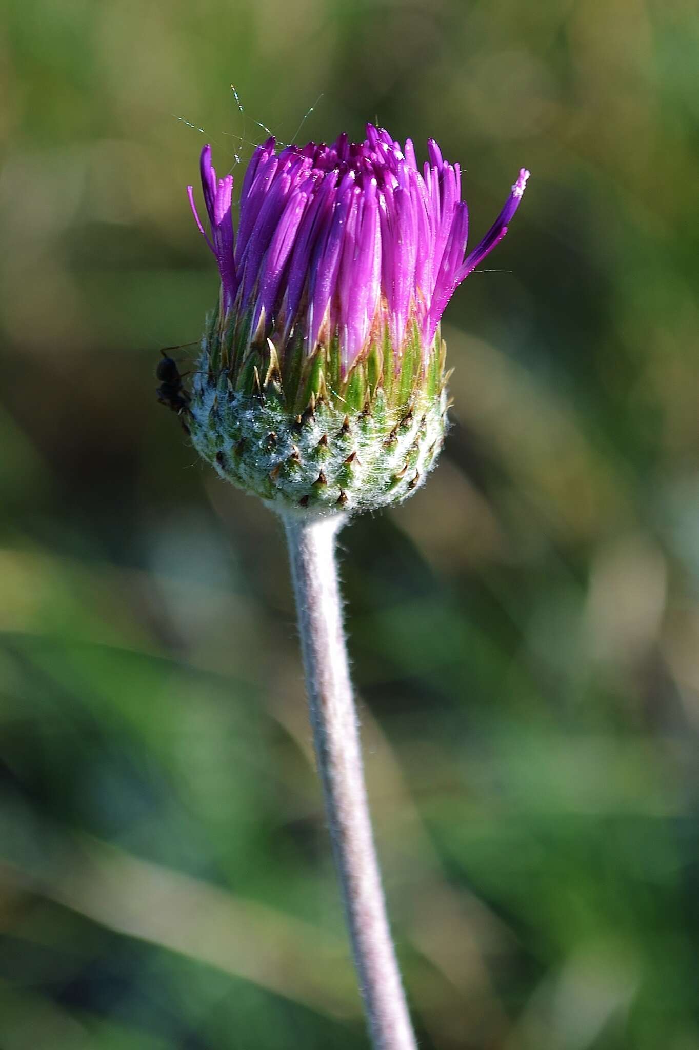 Image of Jurinea arachnoidea Bunge