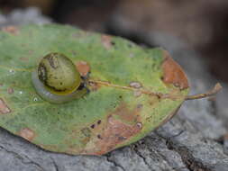 Image of Green Garden Snail