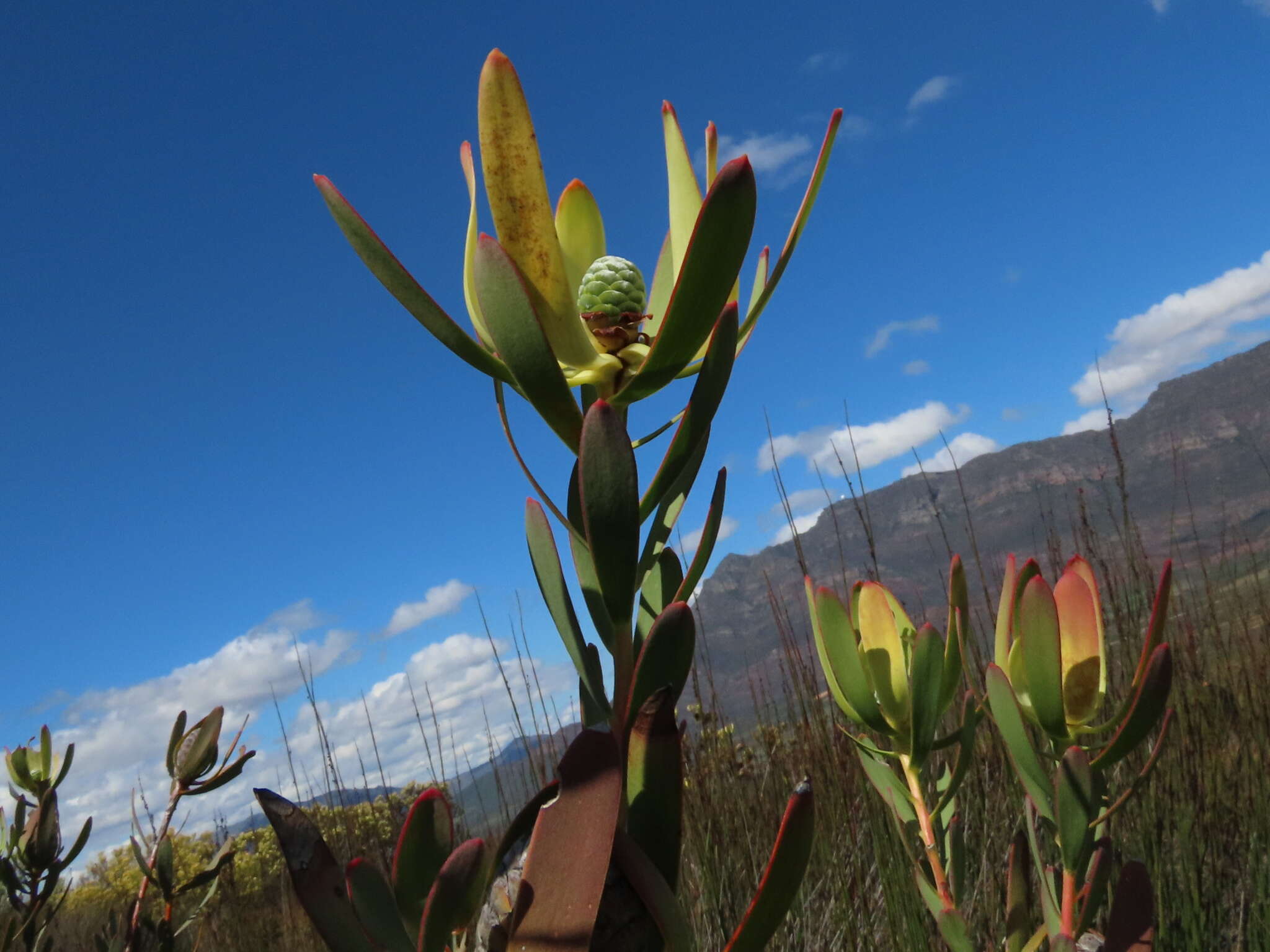 Image of Leucadendron foedum I. Williams