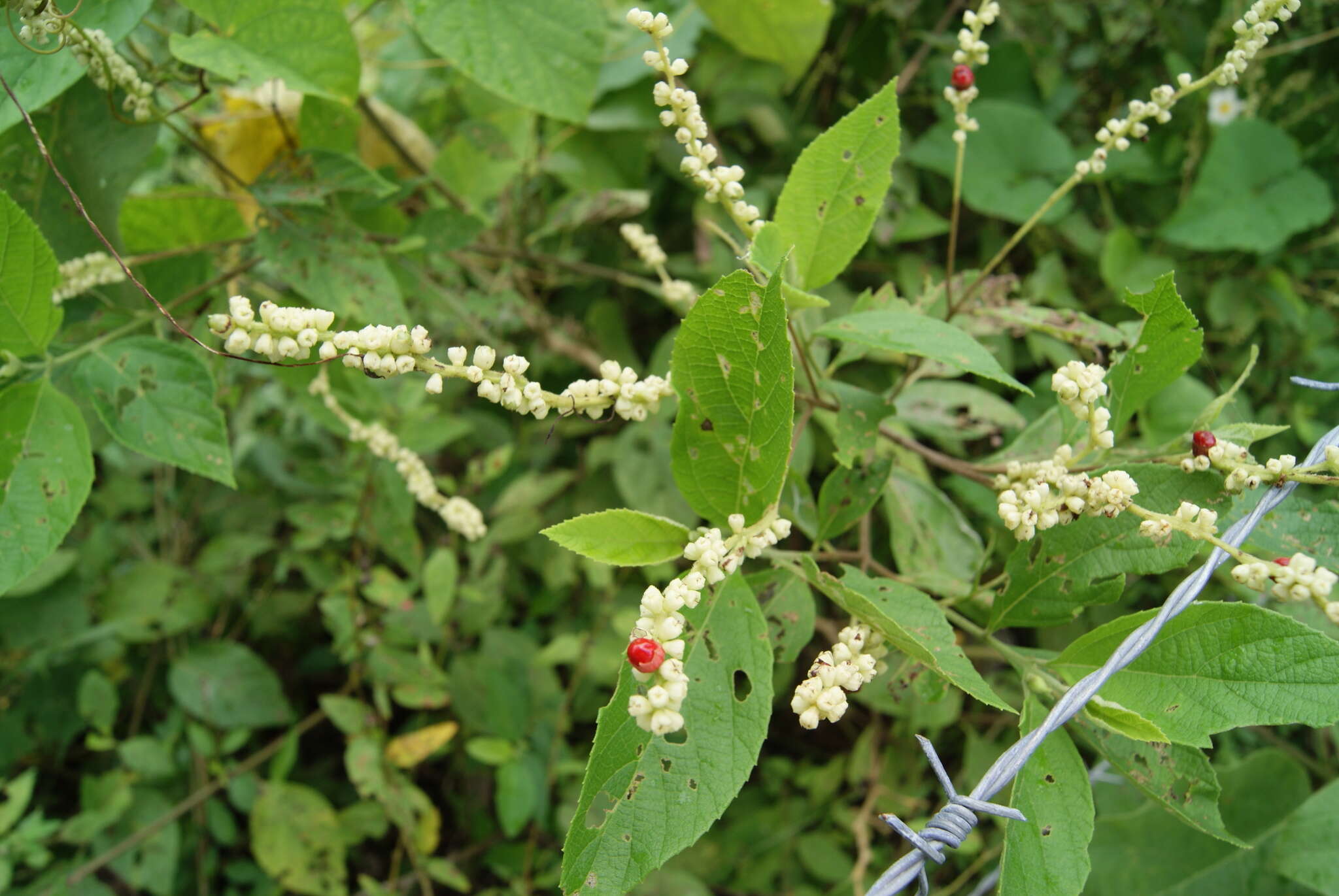 Image of black sage