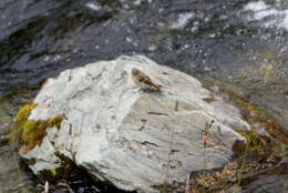 Image of Eversmann's Redstart