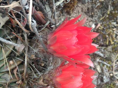 Image of Echinopsis chrysochete Werderm.