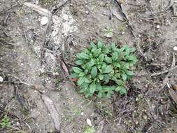 Image of Tuberaria lignosa (Sweet) Samp.