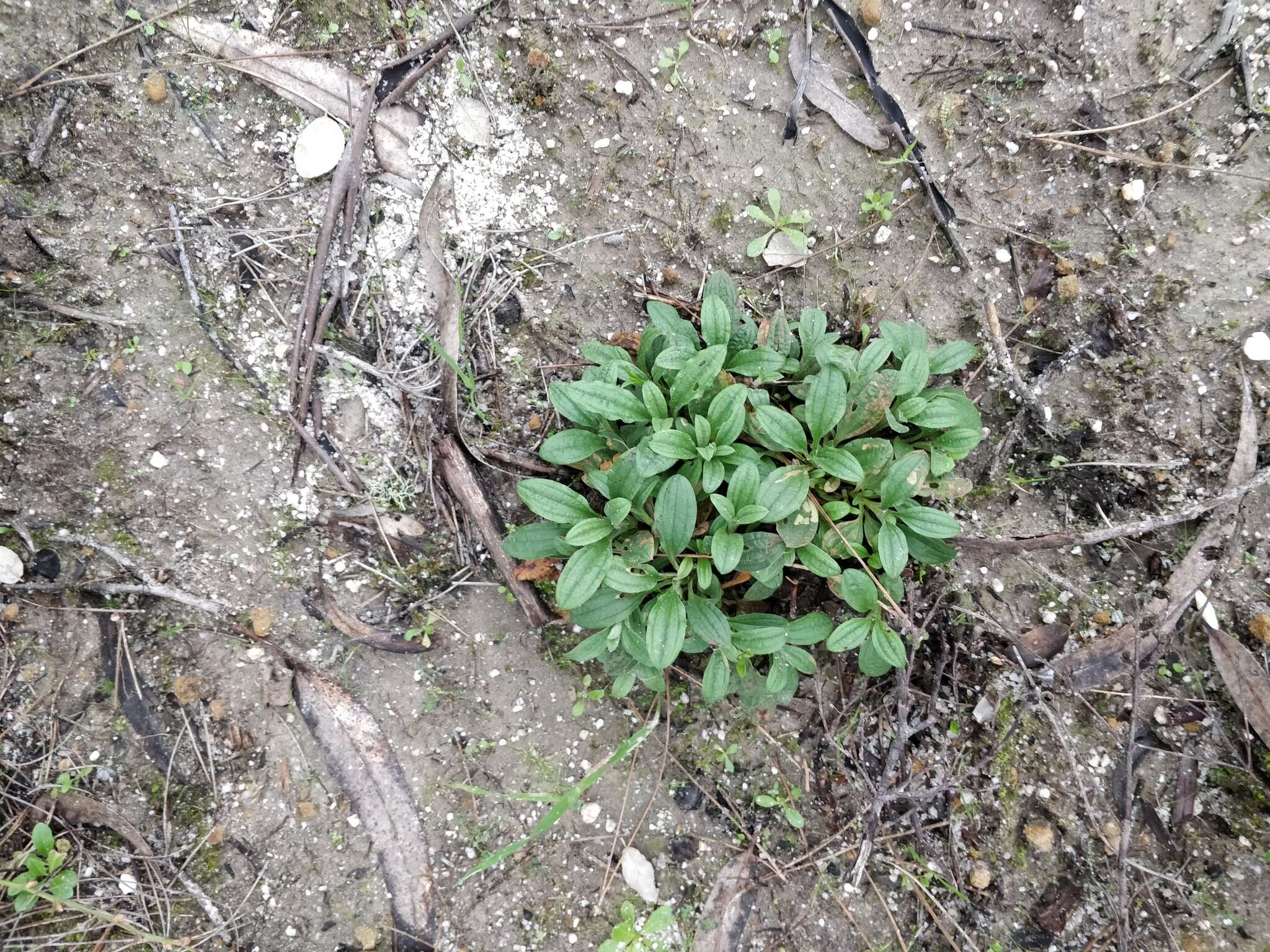 Image of Tuberaria lignosa (Sweet) Samp.