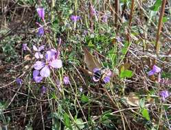 Imagem de Moricandia moricandioides subsp. moricandioides