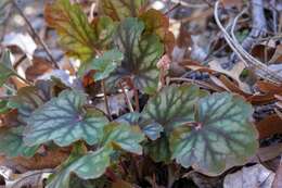 Image de Heuchera glomerulata C. O. Rosend. Butters & Lakela