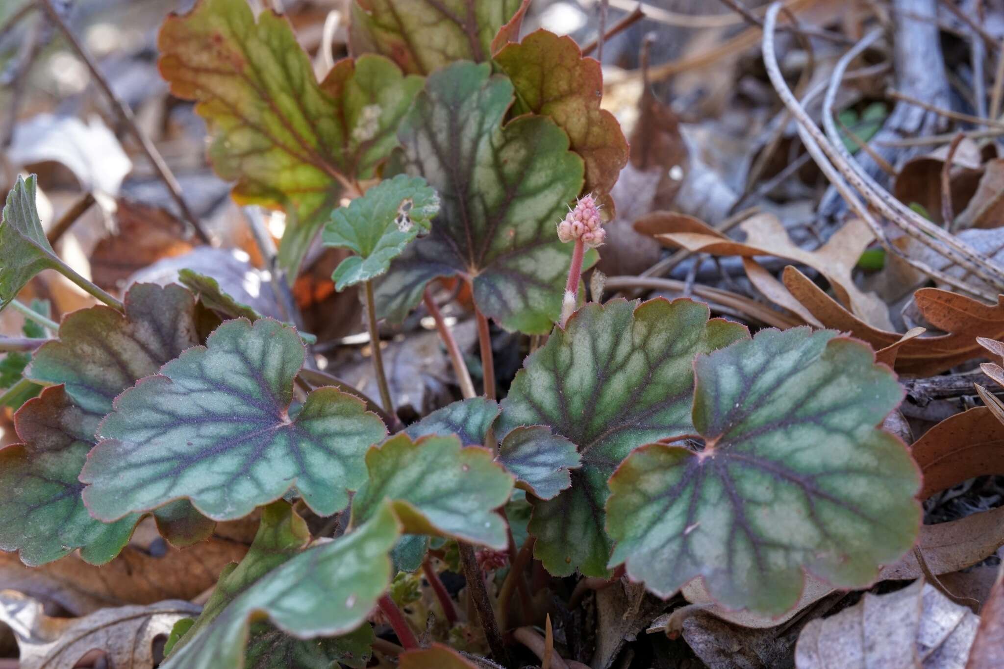 Image de Heuchera glomerulata C. O. Rosend. Butters & Lakela