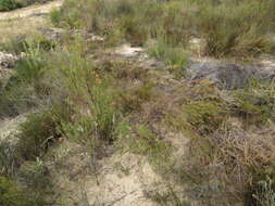 Image of Diosma pedicellata I. Williams