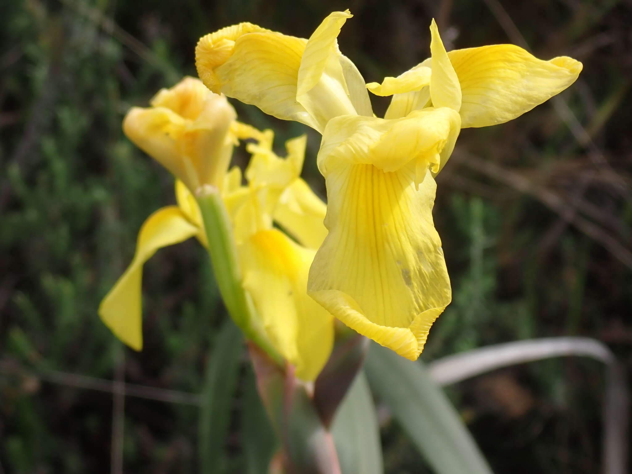 Image of Large yellow moraea