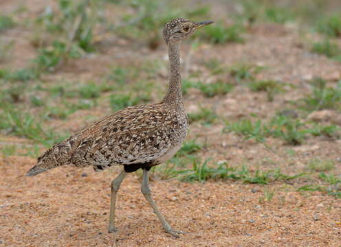 Image of <i>Eupodotis ruficrista</i>