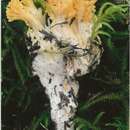 Ramaria gelatiniaurantia Marr & D. E. Stuntz 1974 resmi