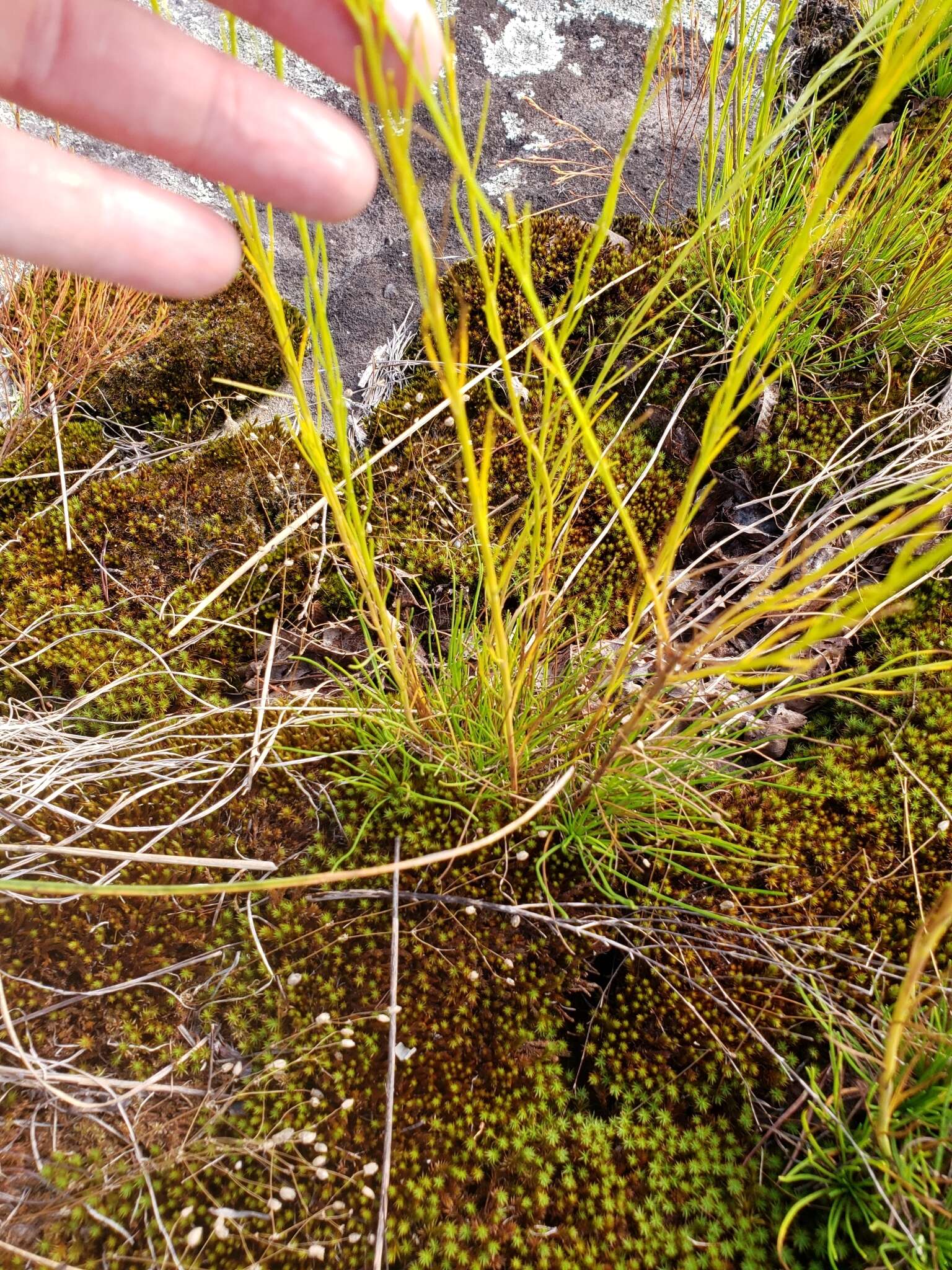 Image of Nuttall's rayless goldenrod