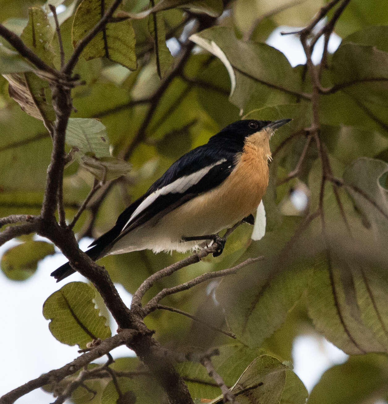 Image of Yellow-bellied Hyliota