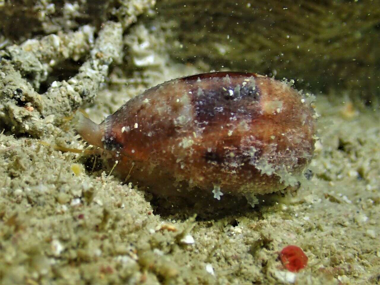 Image of Walker's Cowry