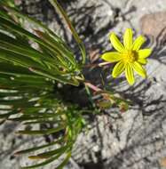 Image of Osteospermum triquetrum L. fil.