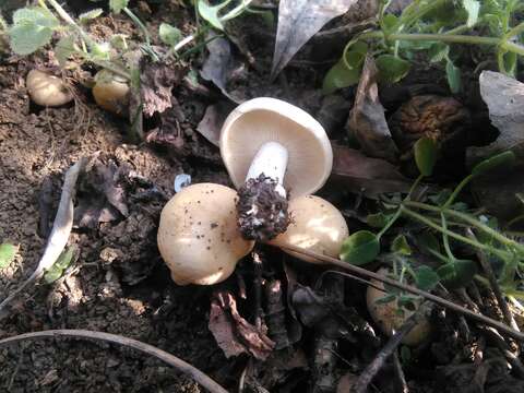 Image of Calocybe