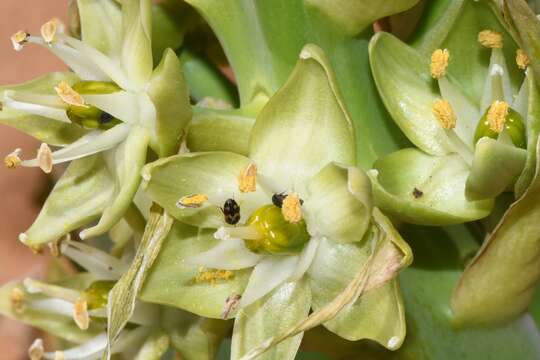 Image of Ornithogalum xanthochlorum Baker