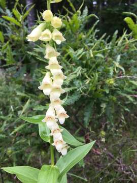 Imagem de Digitalis lutea subsp. lutea