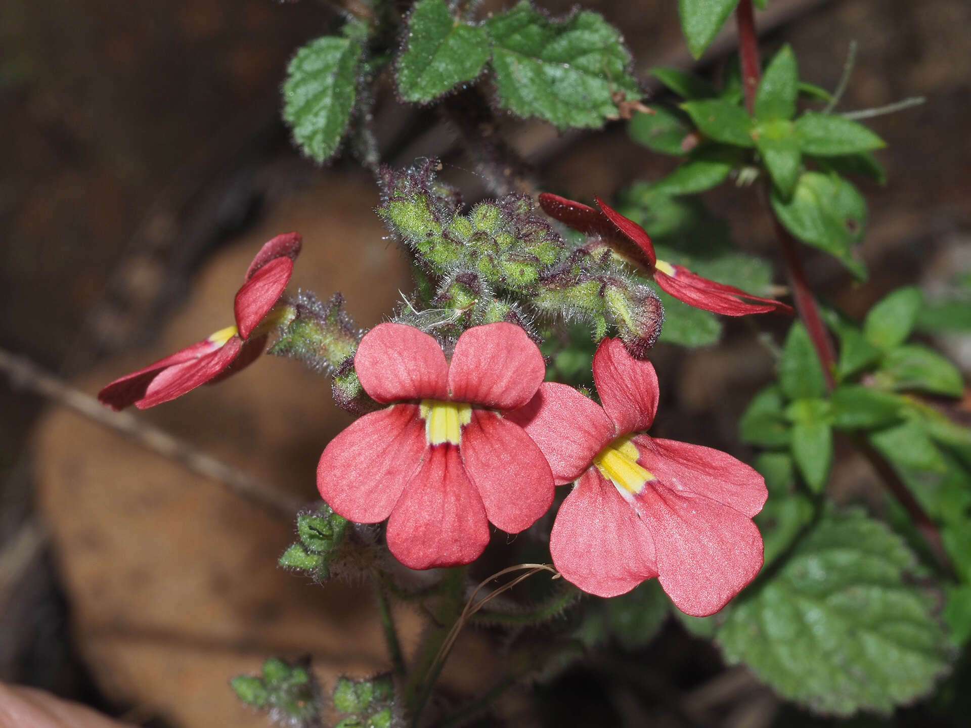 Image of Jamesbrittenia breviflora (Schltr.) O. M. Hilliard