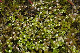 Image of Hydrocotyle tripartita var. hydrophila (Petrie) Cheesem.