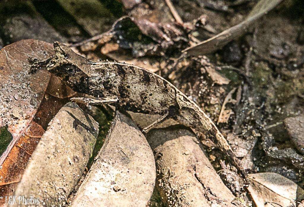 Image of Perinet Leaf Chameleon