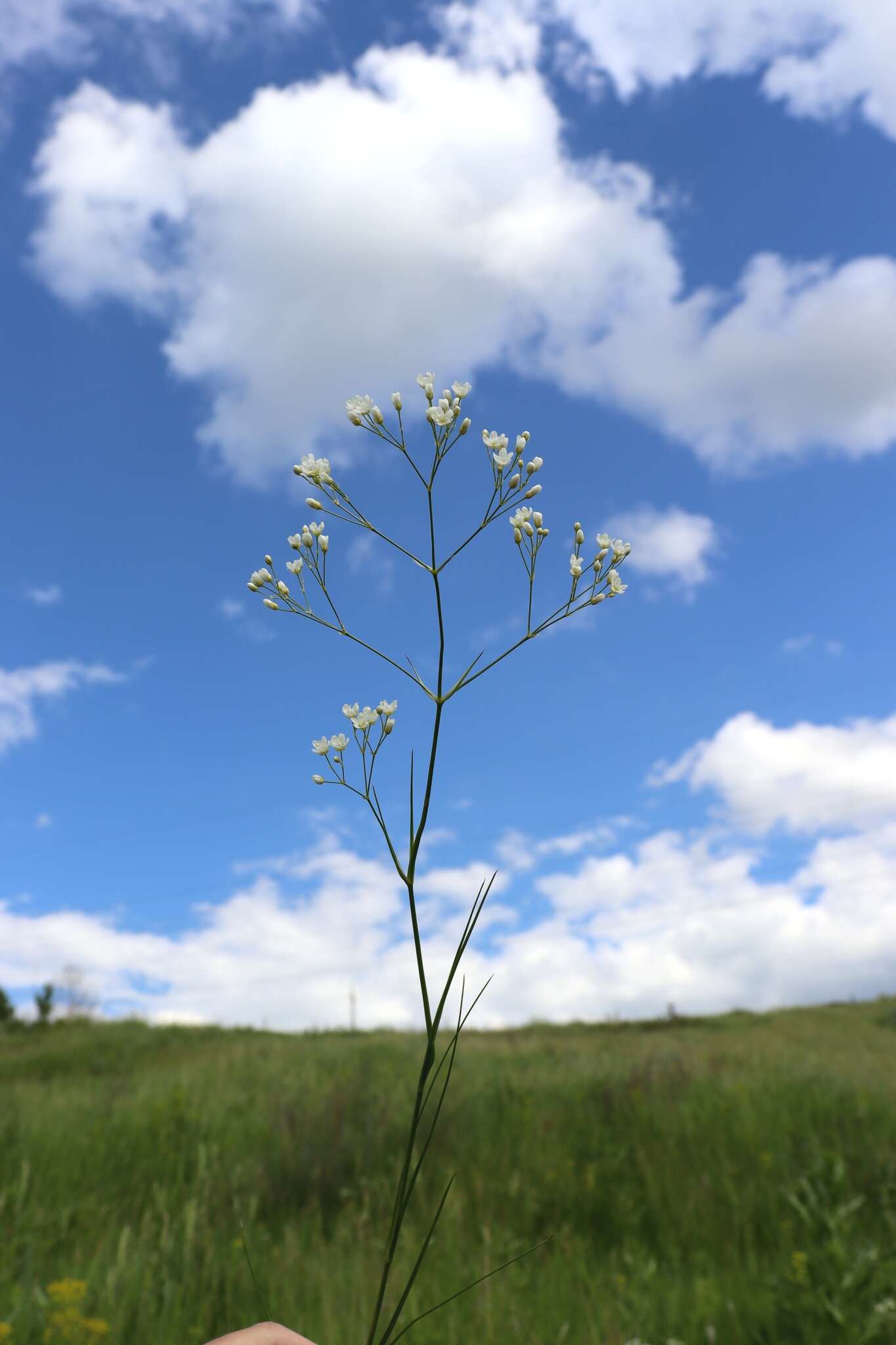 Imagem de Eremogone longifolia (M. Bieb.) Fenzl