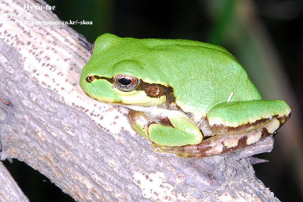 Image of Japanese Tree Frog