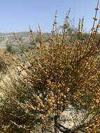 Image of Ephedra procera C. A. Mey.