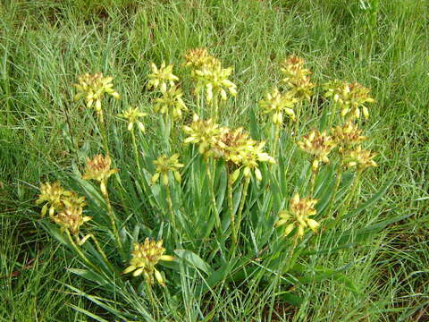 Image of Aloe ecklonis Salm-Dyck