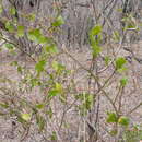 Sivun Ximenia pubescens Standl. kuva