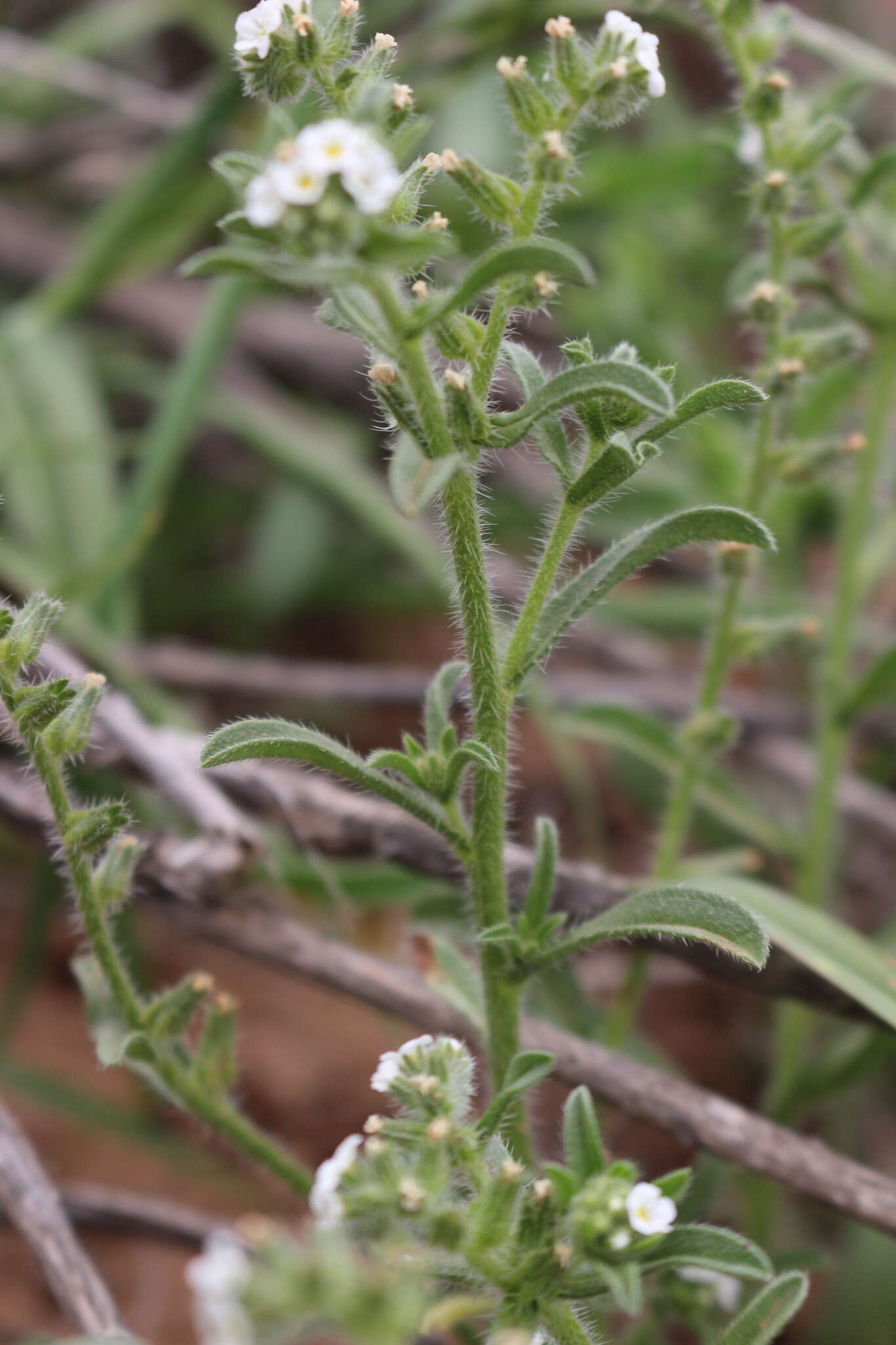 Plancia ëd Cryptantha crassisepala var. crassisepala