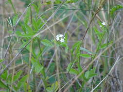 Imagem de Heliotropium ciliatum Kaplan