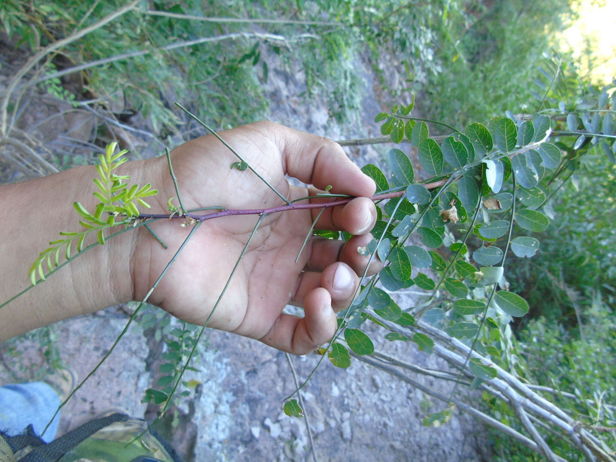 Plancia ëd Diphysa occidentalis Rose