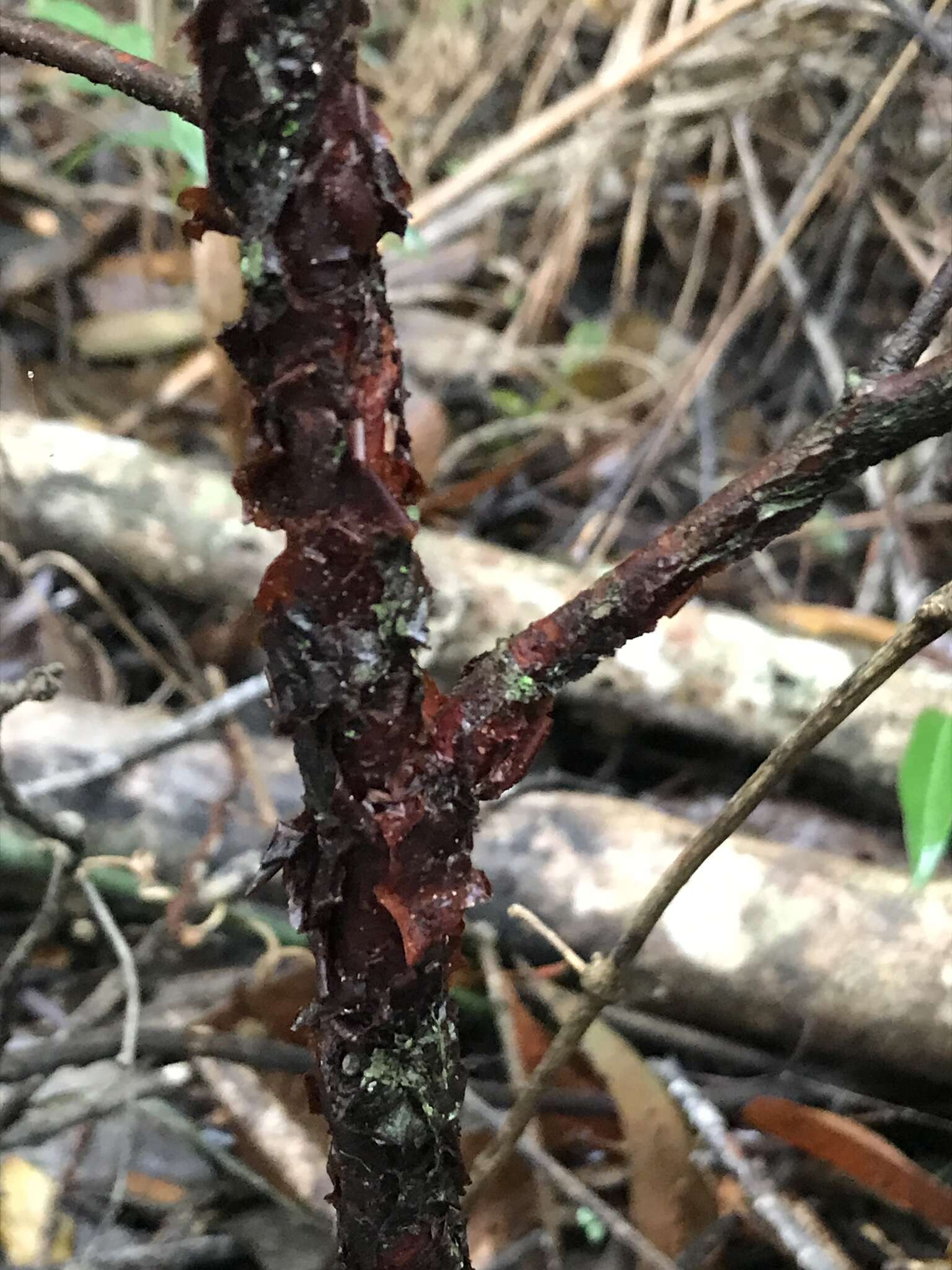 Image of Xylopia brasiliensis Spreng.