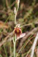 Calochilus paludosus R. Br.的圖片