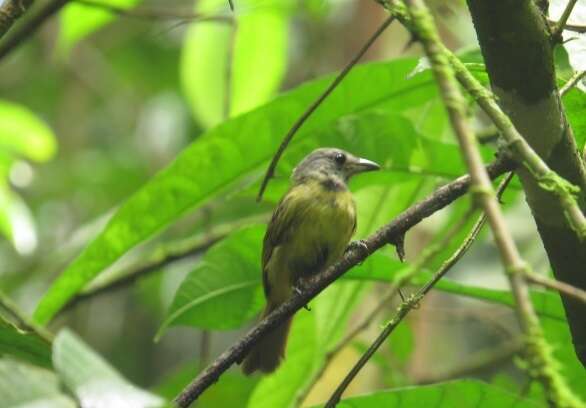 Image of White-shouldered Tanager