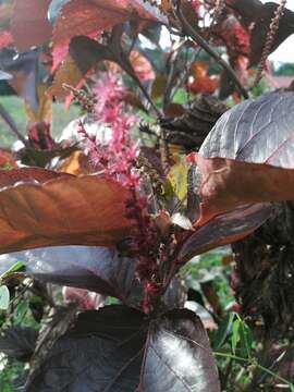 Image de Acalypha wilkesiana Müll. Arg.