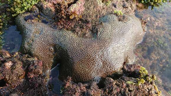 Image of tombstone coral