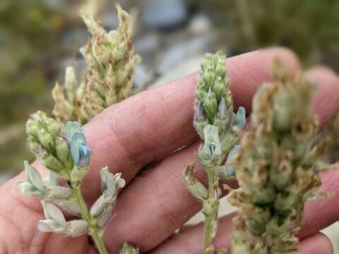 Image of field locoweed