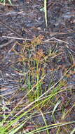 Juncus pelocarpus E. Mey.的圖片