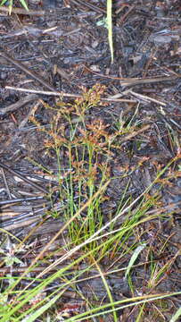 Image of brownfruit rush